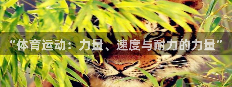 必一运动bsport体育：“体育运动：力量、速度与耐力的力量”
